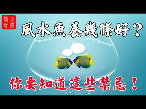 只養一隻魚|魚如果12天不餵食會死嗎？